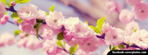 Flowers Cherry Blossoms 5 Cover Photo