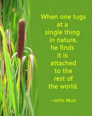 quote by John Muir. quote about nature