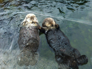 Cute Baby Sea Otters Holding Hands I wanna hold your hand (sea