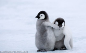Playful pair: Two emperor penguin chicks play on the ice in Snow Hill ...