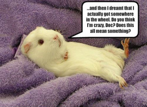 ... if there are funny guinea pig memes on the net? And yes, there are