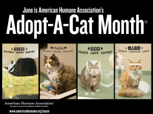 Adopt-A-Cat Month®