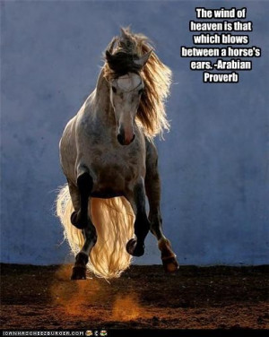 Horse Quotes