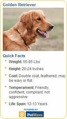 What do you love best about your Golden Retriever?