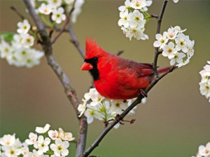 Red Cardinal in the garden...