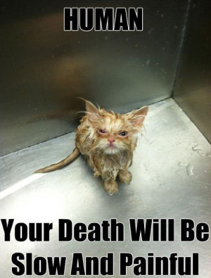 funny_kitten_gets_bath