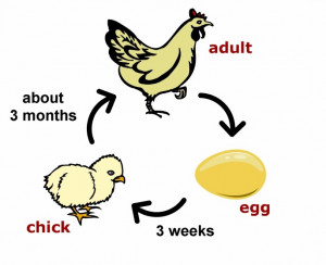 Funny Chicken Or The Egg