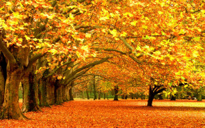 Wallpapers autumn leaf fall, leaves, trees desktop