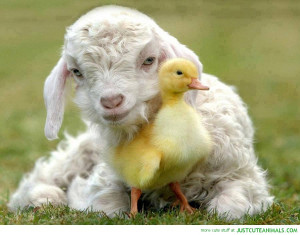 baby-lamb-baby-duckling-duck-sheep-pictures-cute-beautiful-animal-pics ...