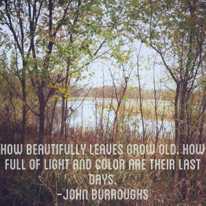 How beautifully leaves grow old. How full of light and color are ...