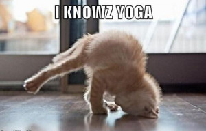 knowz-yoga-funny-kitten-picture.jpg