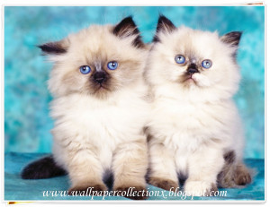 Cute Cat Quotes Cute cats.