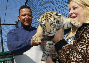 Detroit Tigers Take Pictures With Baby Tiger Rocky Photos Robert