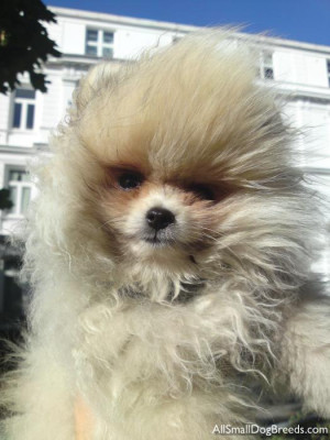 ... Pictures breed pomeranian very special pom puppy for sale weeks old