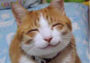 Lustige Bilder: Lächelnde Katze