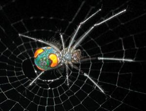 Eunuch spiders still have balls # 1