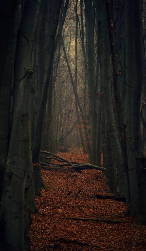 Dark Forest by Den Didenko - Inspired Poetry by T.A. Johnson - Til ...