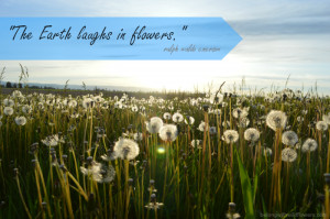 ... // Find other nature quotes at http://belongwithwildflowers.com