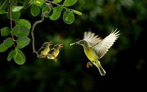 Birds Eating | 1920 x 1200 | Download | Close