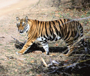 Community based conservation of tiger habitat in the buffer zone of ...
