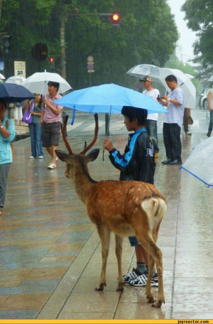 deer :: funny pictures :: rain :: umbrella