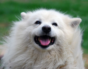 Karl Barth quote dog quotes