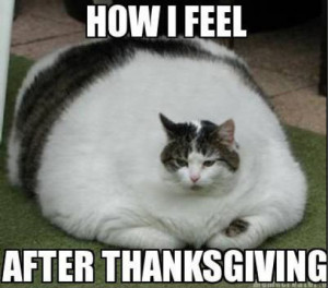 Fat Cat Meme: How I Feel After Thanksgiving