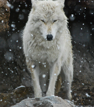 Snow Falling on a Red Wolf in Wyoming