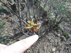 Northern Gardening forum : Lilac Blight, Fungicide Question