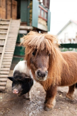 Cute horse! slightly bigger than a pig!