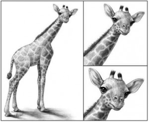 giraffe drawing tumblr 21. CURVED LINE : is