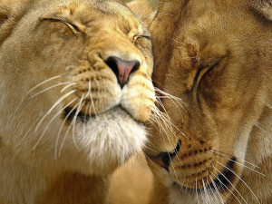 two lions in love