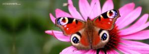 Butterfly and Pink Flower Facebook Covers for your FB timeline profile ...