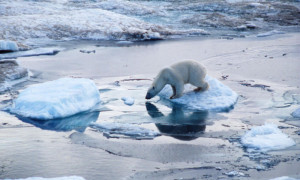 ... polar bears. Other key threats include polar bear-human conflicts