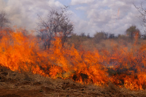 Bushfires are very common in African Savannas, especially during the ...
