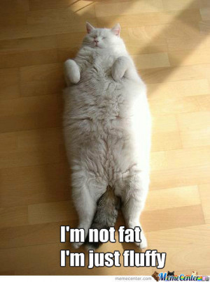 Fat Cat Memes Funny