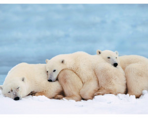 Cute Baby Polar Bear | 1280 x 1024 | Download | Close