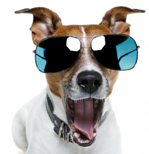 Dog Days Summer Event July