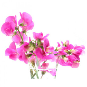 Sweet Peas Dark Pink Flower