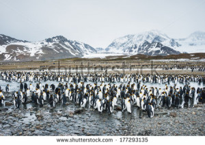 colony of king penguins in south georgia antarctica stock photo