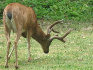 big buck 3 picture by trapperdan2061 - Photobucket