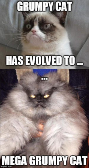 ... grumpy cat | image tagged in memes,grumpy cat,funny | made w/ Imgflip