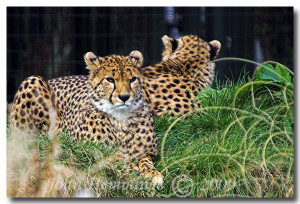 couple of shots from Chester Zoo