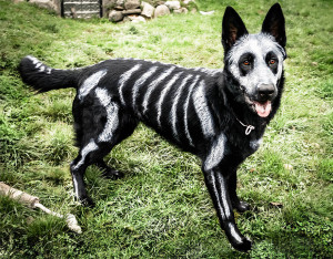 ... Face Paint To Turn Their Animals Into Creepy Skeletons For Halloween