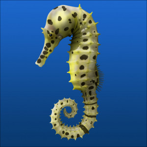 sea Horse