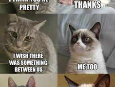 Wallpaper Title: Grumpy Cat Quotes sandizone − May 1, 2014 cat