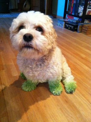 Lawn Mowing - Funny Dog With Green Paws Looking Like Wearing Socks
