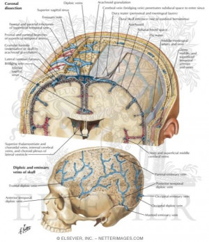 neuro 6 meninges and arteries