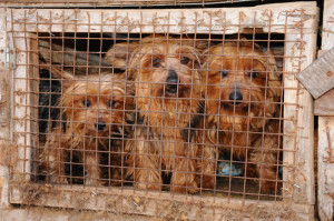 yorkies_large_puppymill