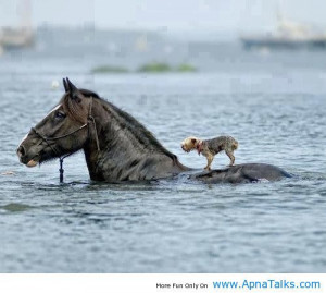 ... funny quotes about horse riding funny quotes about horse riding